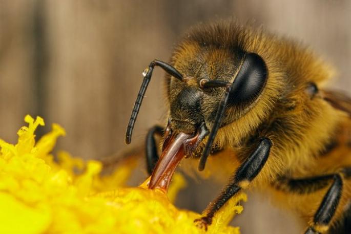 Основные технологии разведения пчел как разводить пчел в домашних условиях